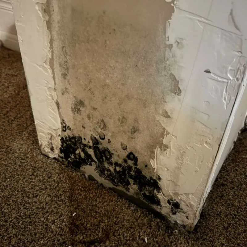 Professional Mold Removal in Springfield, MO